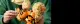 LEGO Arcanine #10