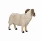 Mojo Fun Black Faced Sheep (Ram) #3