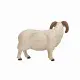 Mojo Fun Black Faced Sheep (Ram) #4