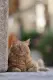 Canon RF 70-200mm F2.8L IS USM Z #15