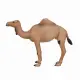 Mojo Fun Arabian Camel