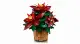 LEGO Botanicals Poinsettia #3