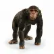 schleich WILD LIFE 14883