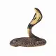 Mojo Fun King Cobra #4