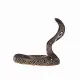 Mojo Fun King Cobra