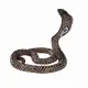 Mojo Fun King Cobra #7