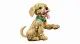 LEGO ICONS 11384 #8