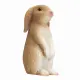 Mojo Fun Rabbit Sitting #5