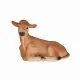 Mojo Fun Jersey Calf lying Down