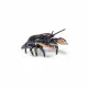 Papo Lobster #4