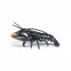 Papo Lobster #6