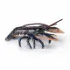 Papo Lobster #2