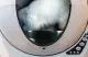 Litter-Robot Litter Robot 3 #2