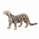 Mojo Fun Clouded Leopard #2