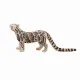 Mojo Fun Clouded Leopard
