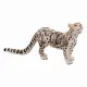 Mojo Fun Clouded Leopard #3