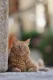 Canon RF 70-200mm F2.8L IS USM Z #15