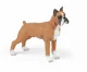 Papo Boxer