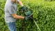 Bosch UniversalHedgeCut 50 #6