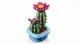 LEGO Botanicals Flowering Cactus #5