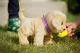 Zapf BABY born My Dog Lucky with Box #13