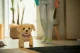 Zapf BABY born My Dog Lucky with Box #11