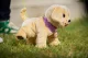 Zapf BABY born My Dog Lucky with Box #14