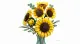 LEGO Botanicals 11502 #5