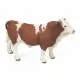 Papo Simmental Bull #7