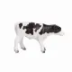 Mojo Fun Holstein Calf standing #4