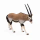 Papo Oryx Antelope #5