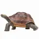 Mojo Fun Giant Tortoise #3