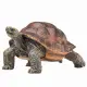 Mojo Fun Giant Tortoise #4