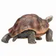Mojo Fun Giant Tortoise #2