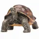Mojo Fun Giant Tortoise #5