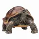 Mojo Fun Giant Tortoise