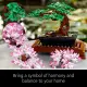 LEGO Botanicals Bonsai Tree #12