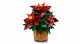 LEGO Botanicals Poinsettia #3