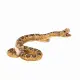 Mojo Fun Rattlesnake #8