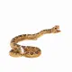 Mojo Fun Rattlesnake #2