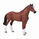 Mojo Fun Dutch Warmblood (Portugal) #3