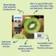 Epson Kiwi 202XL