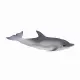 Mojo Fun Common Dolphin (Portugal) #2