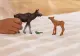 schleich WILD LIFE 42603 #2