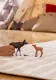 schleich WILD LIFE 42603 #3