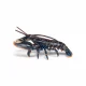 Papo Lobster #6