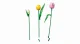 LEGO Botanicals Tulip Bouquet #7