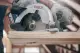 Bosch 2 608 837 684 #3