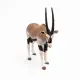 Papo Oryx Antelope #4