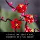 LEGO Botanicals Plum Blossom #15